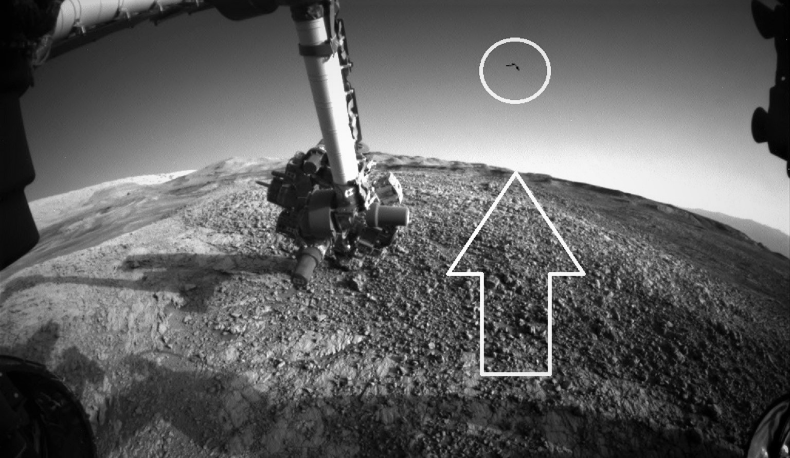 Resultado de imagen de PolÃ©mica en Internet: Â¿La NASA expone por error un ave en Marte?